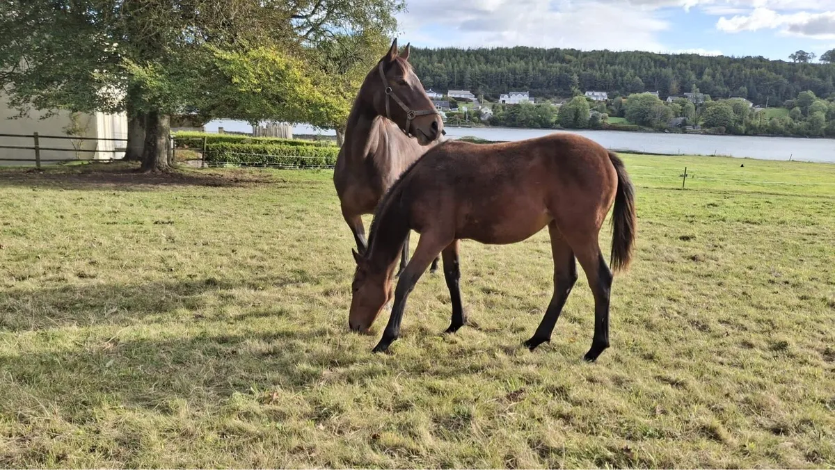 Filly foal by order of St George - Image 4