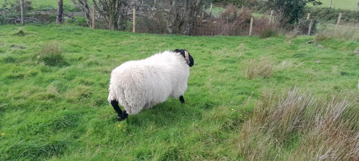 Mayo mountain rams - Image 4