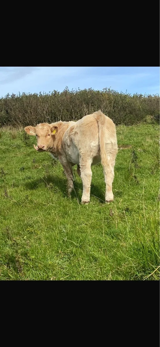 Organic weanling heifers - Image 1