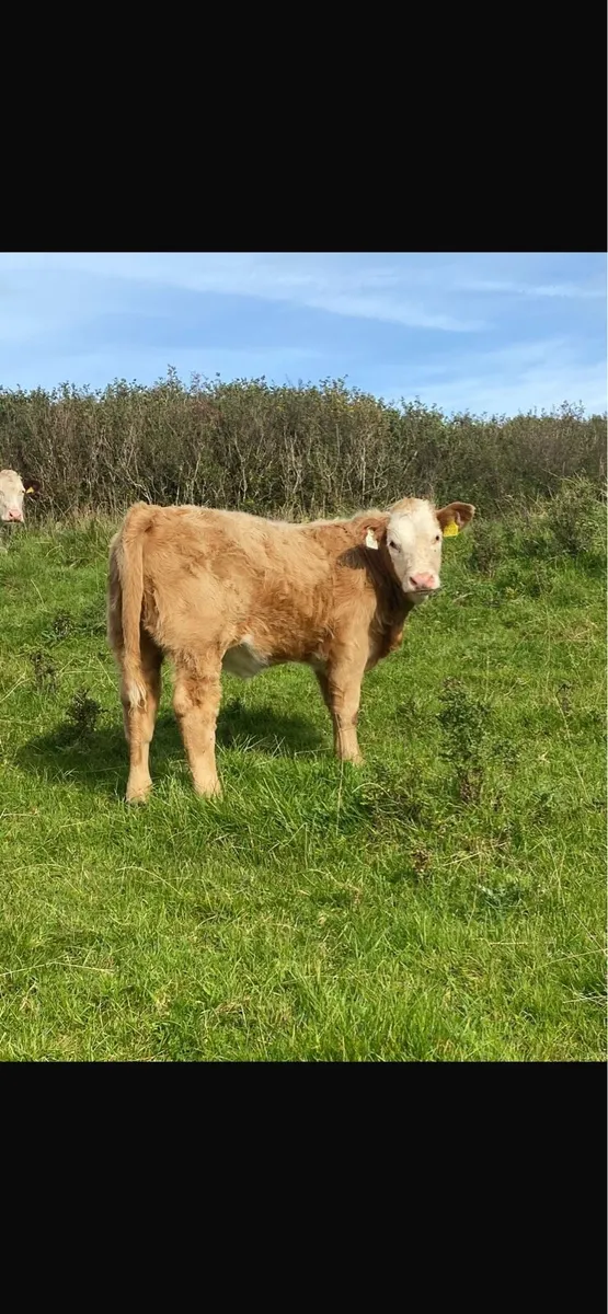 Organic weanling heifers - Image 2