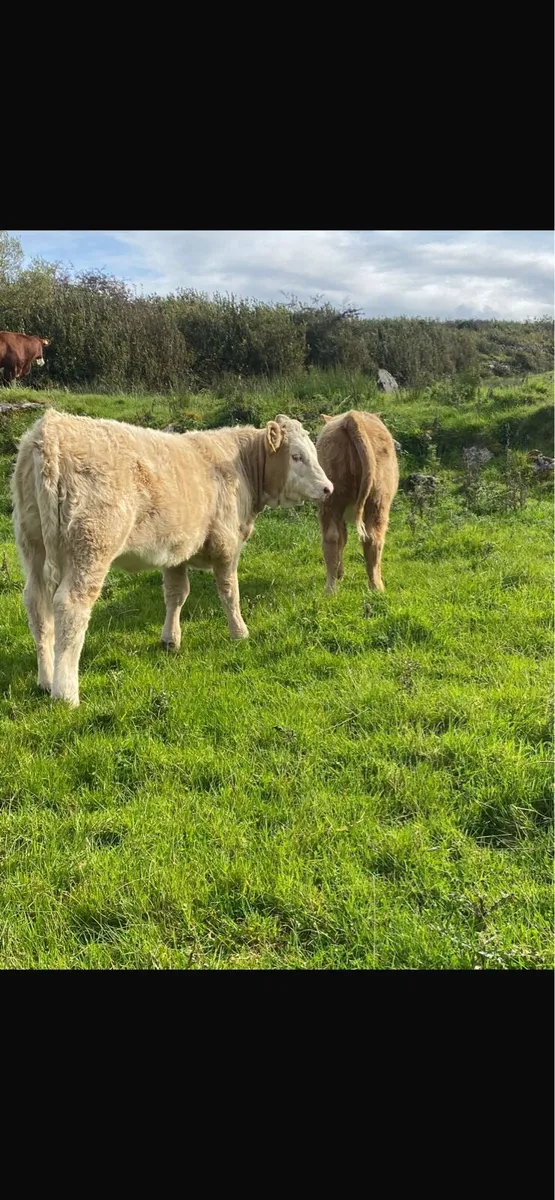 Organic weanling heifers - Image 3