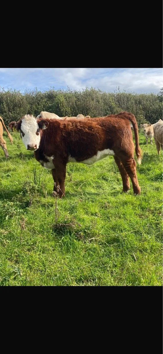 Organic weanling heifers - Image 4