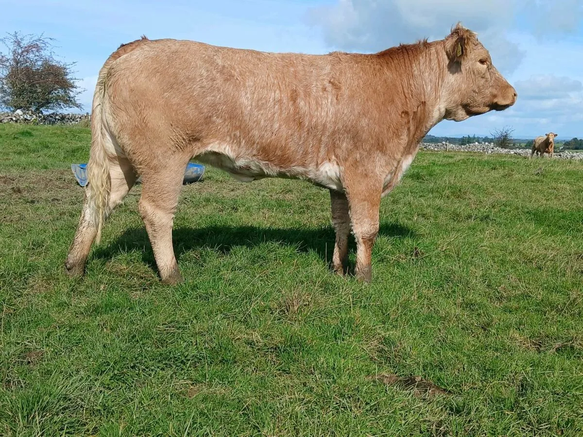 Super Roan Heifer - Image 1