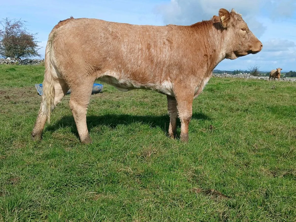 Super Roan Heifer - Image 2