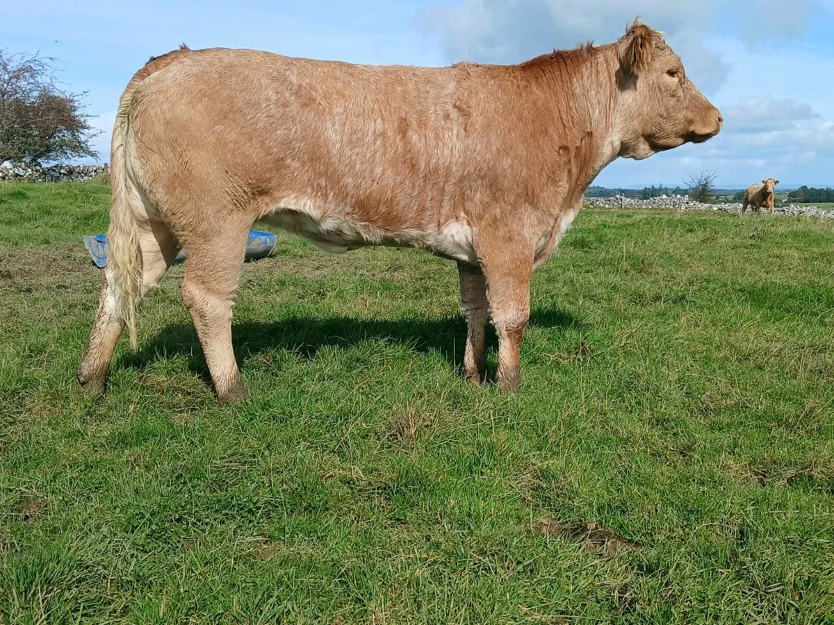 Super Roan Heifer - Image 3