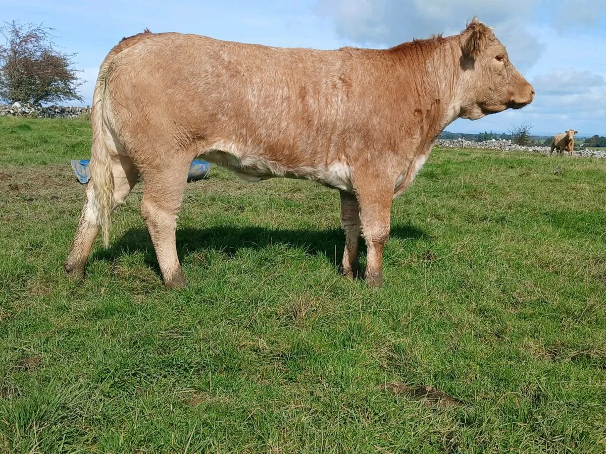 Super Roan Heifer - Image 4