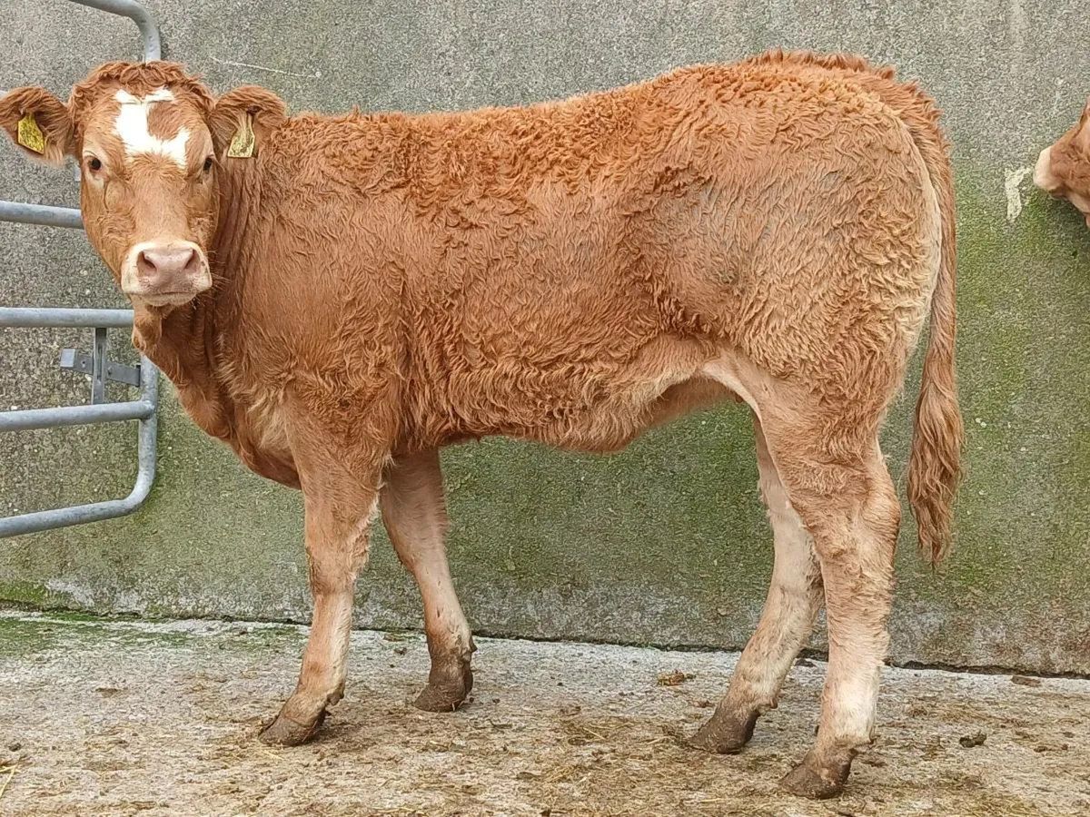 20 Super Limousine Heifers - Image 1