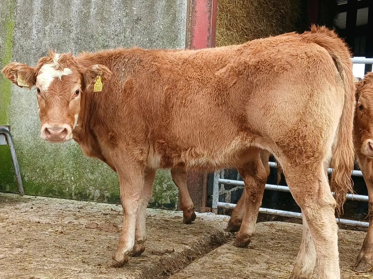 20 Super Limousine Heifers - Image 3