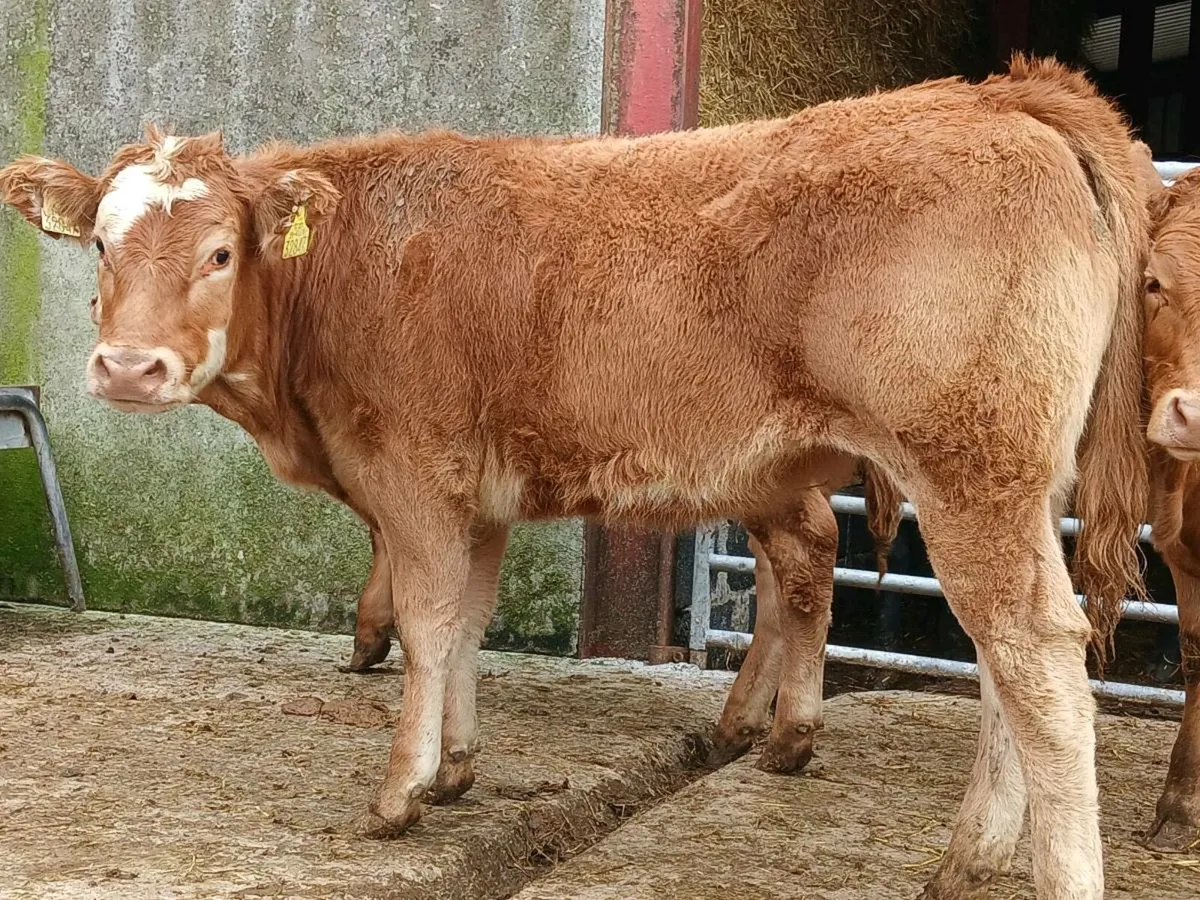 20 Super Limousine Heifers - Image 4