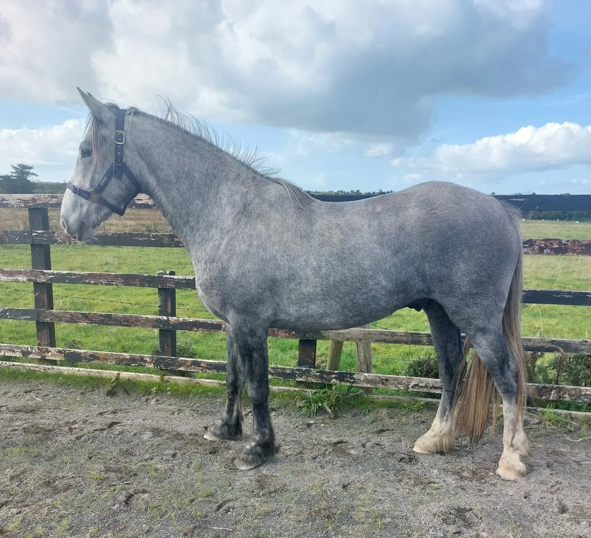 COB GELDING - Image 1