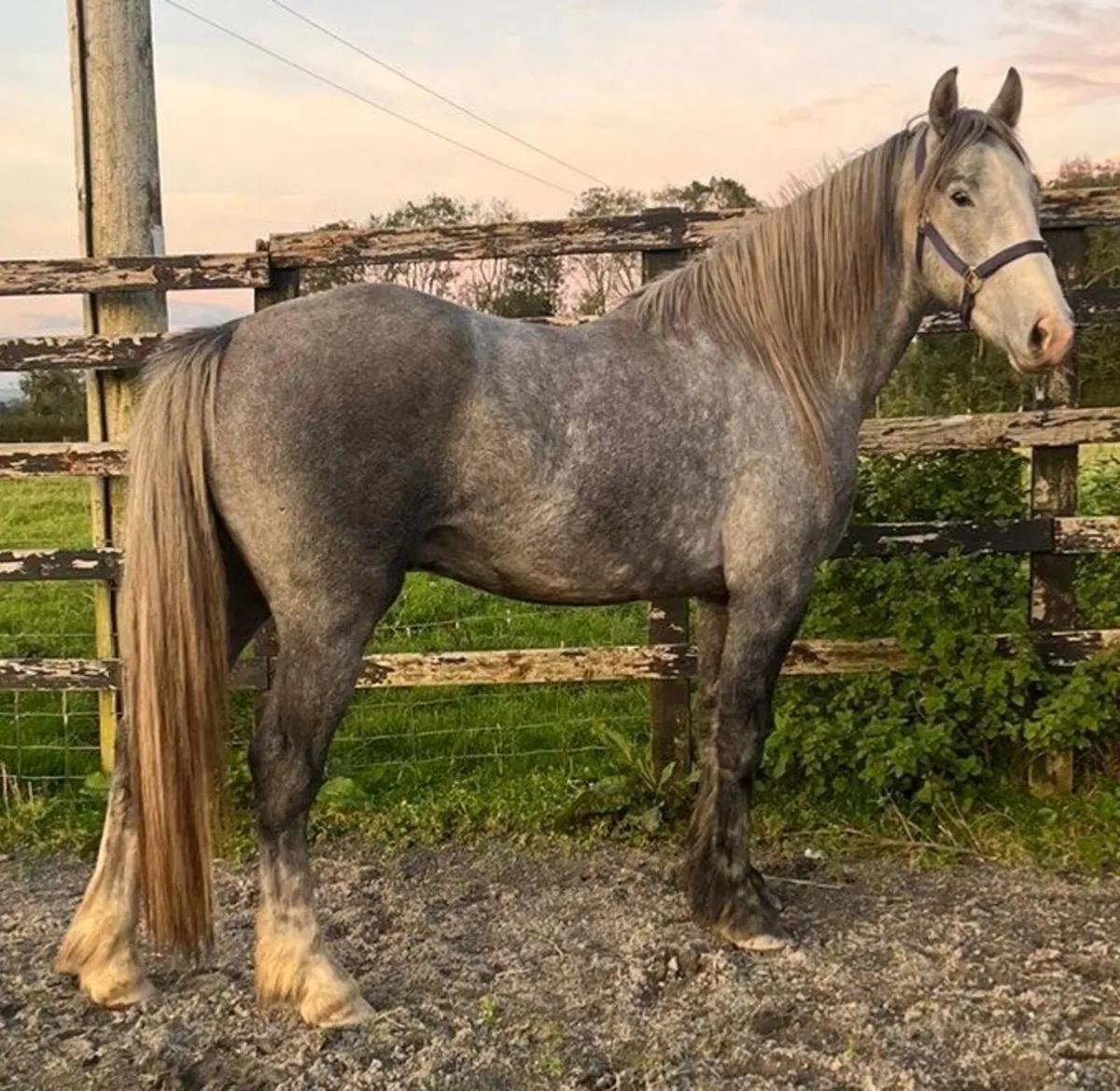 COB GELDING - Image 2