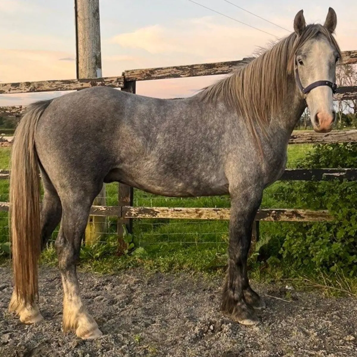 COB GELDING - Image 3