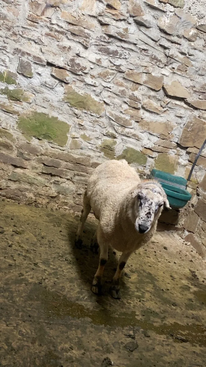Teaser Ram - Image 2