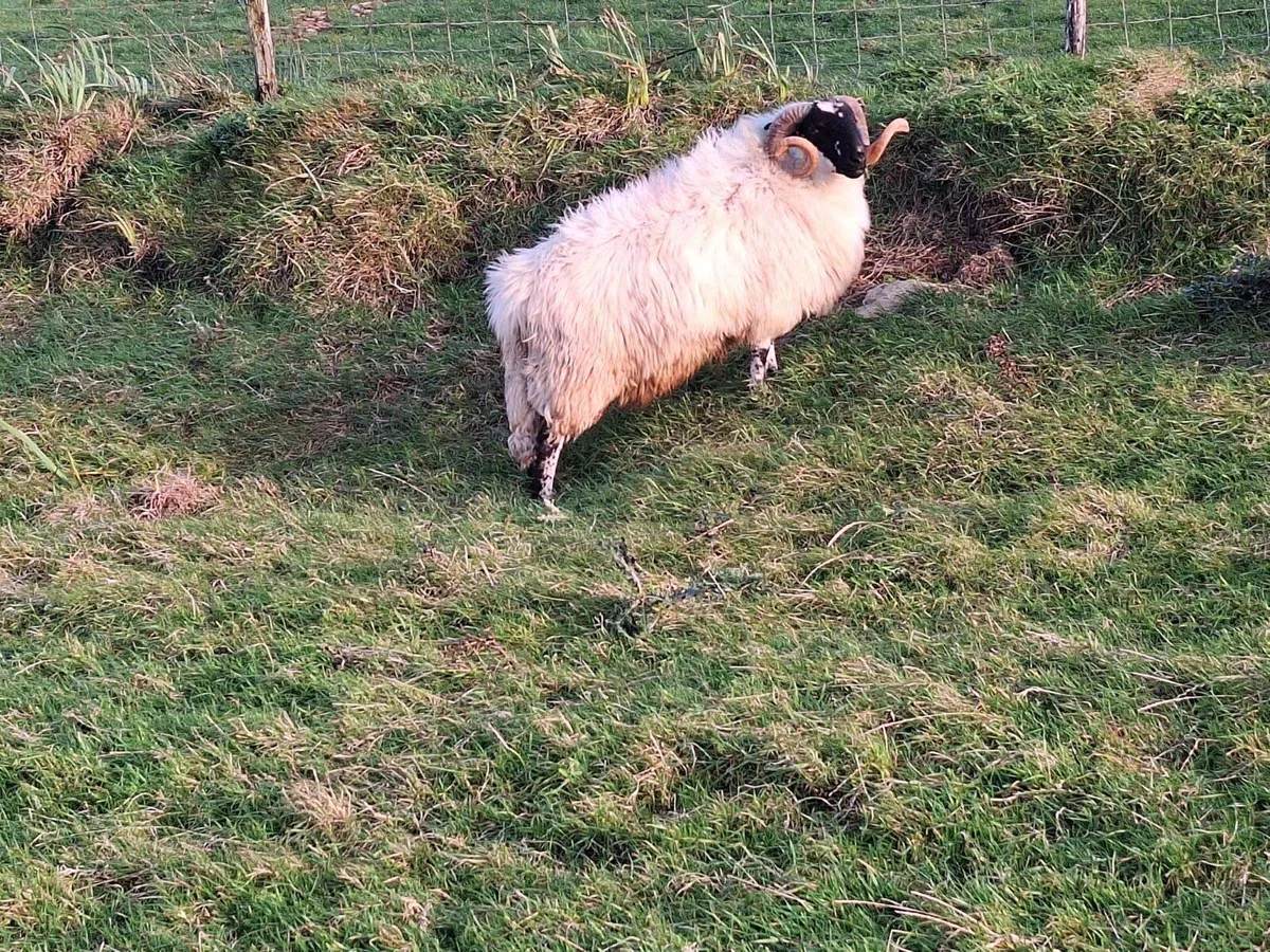 Scotch ram