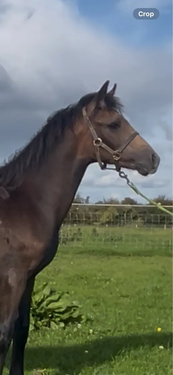 Registered Connemara Colt Foal - Image 1