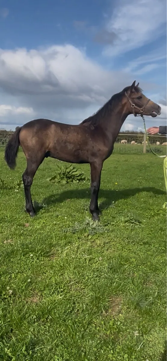 Registered Connemara Colt Foal - Image 2