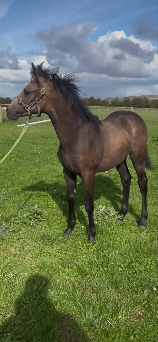 Registered Connemara Colt Foal - Image 3