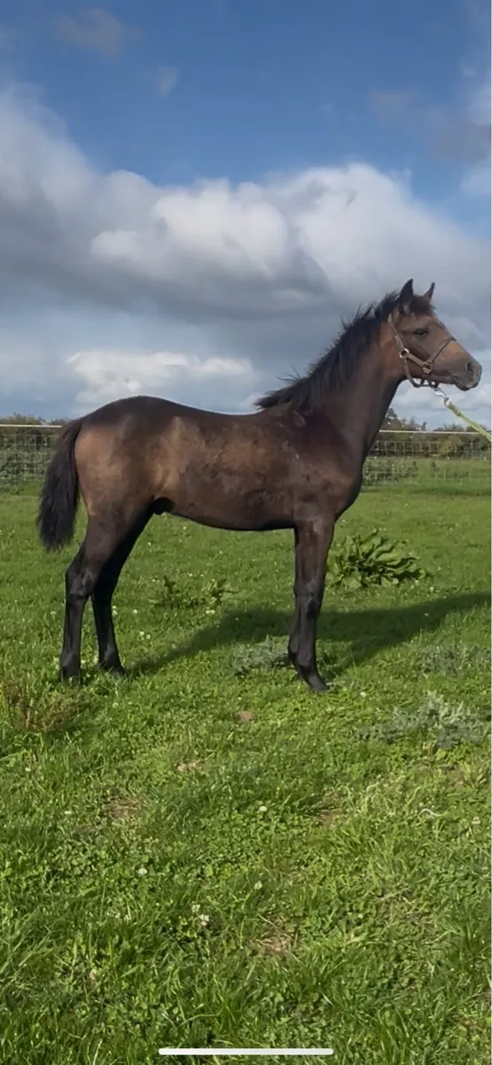 Registered Connemara Colt Foal - Image 4