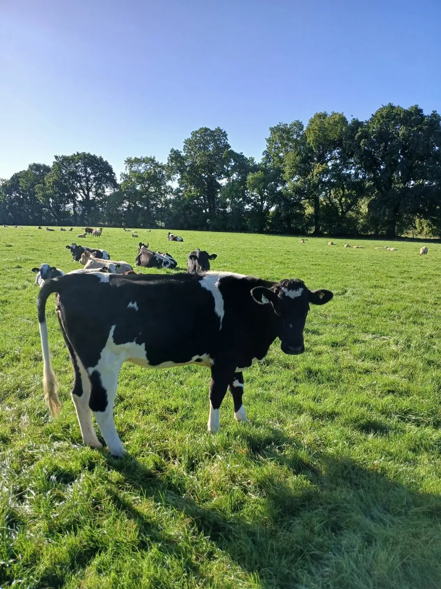 High EBI Empty Heifers - Image 2