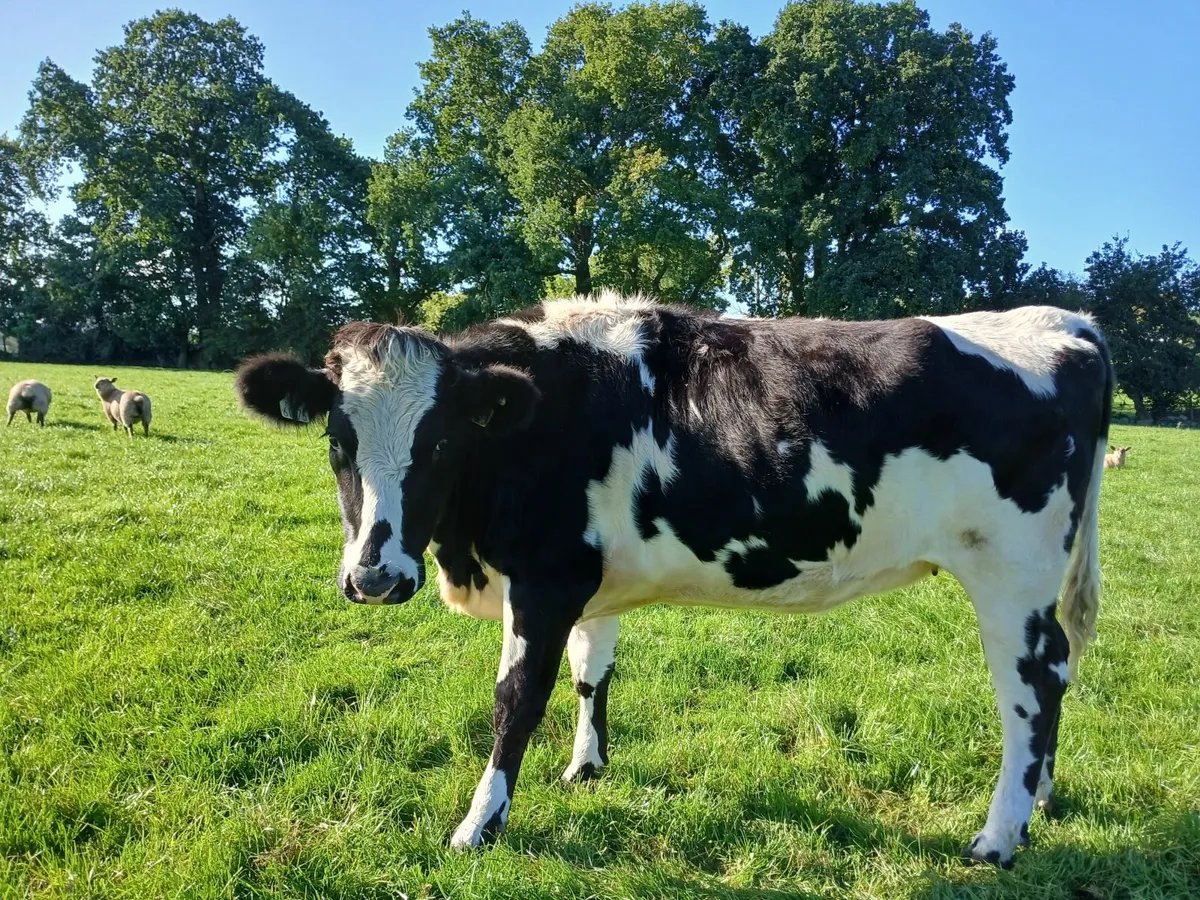 High EBI Empty Heifers - Image 4