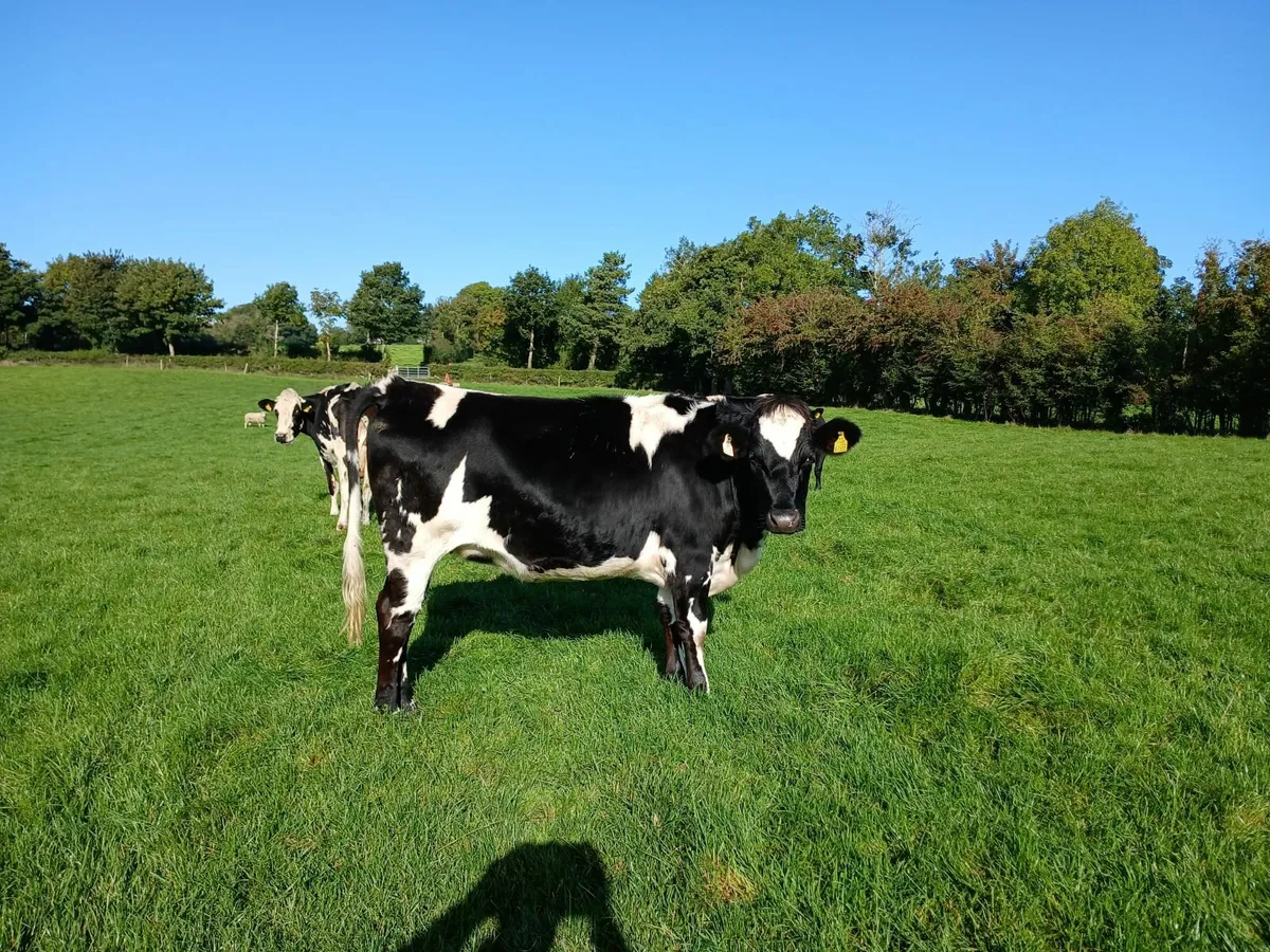 High EBI Empty Heifers - Image 1