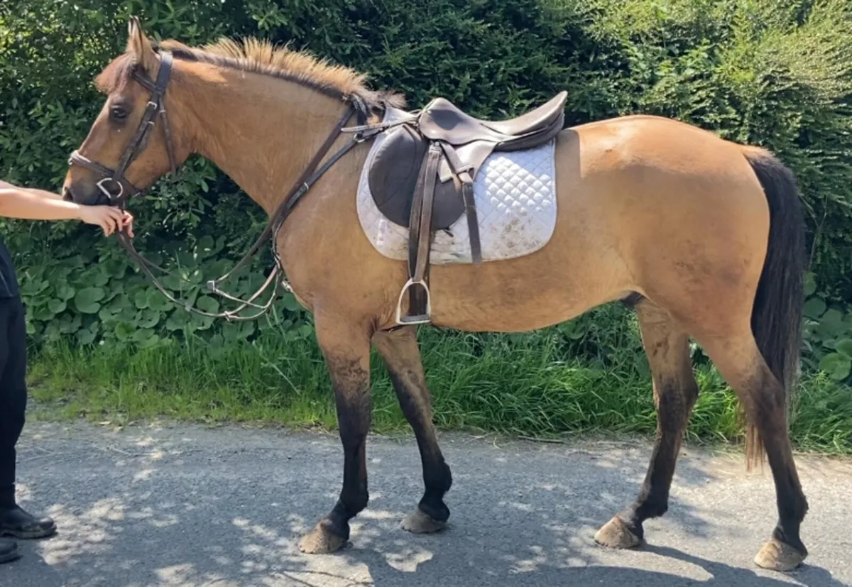 15.1h 5yr old Dun Gelding - Image 2