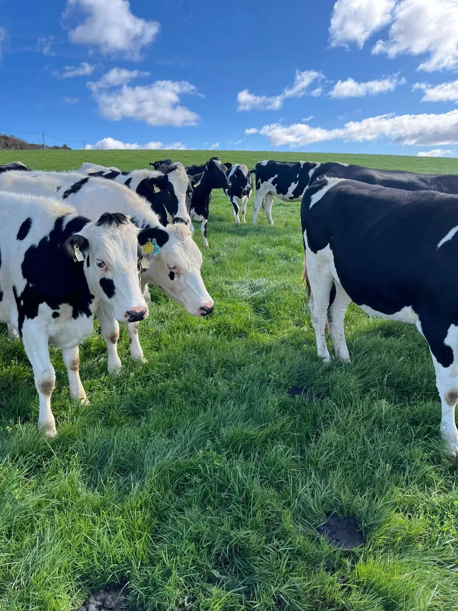 Incalf heifers - Image 2