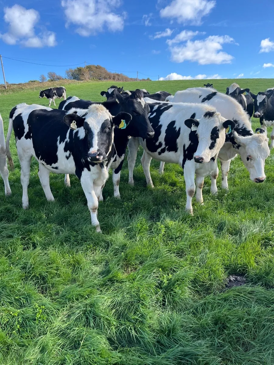 Incalf heifers - Image 3