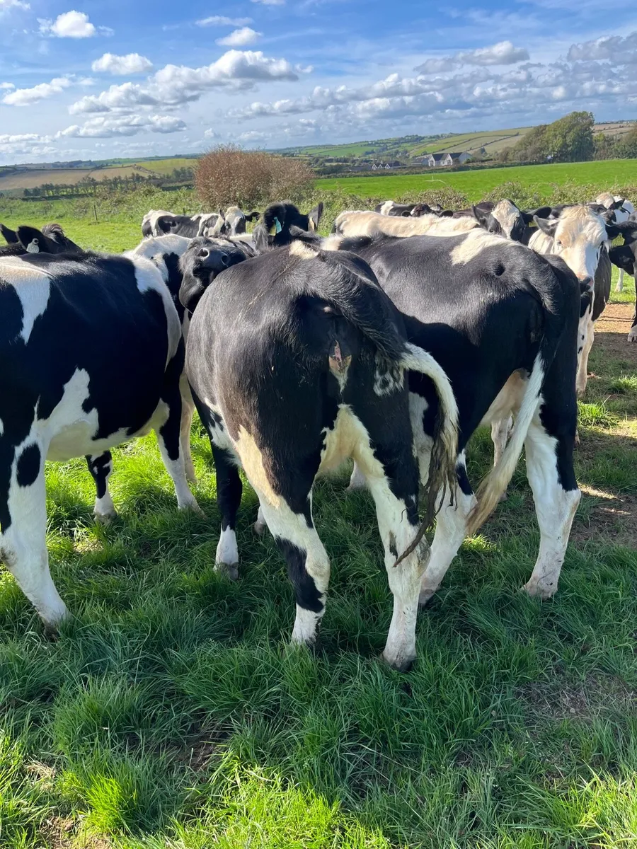 Incalf heifers - Image 4