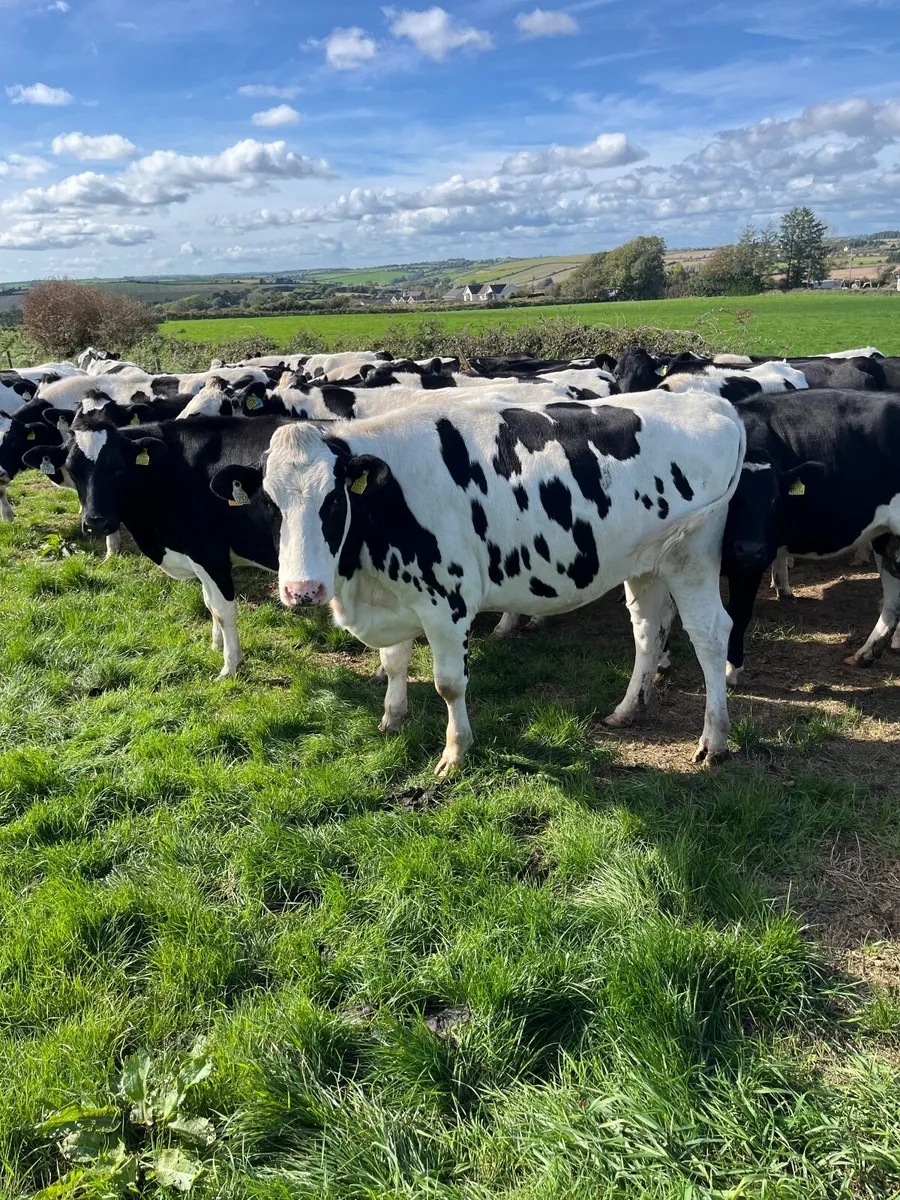 Incalf heifers - Image 1