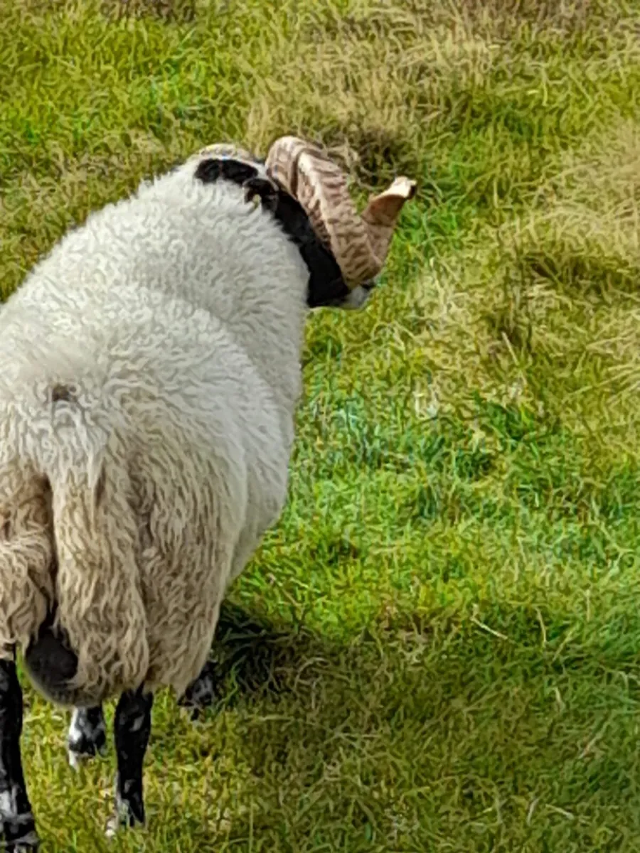 Ram - Image 2