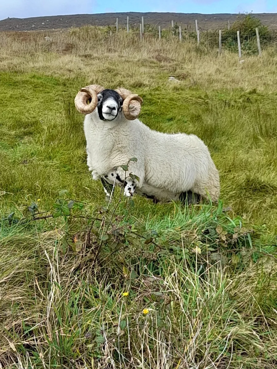 Ram - Image 1