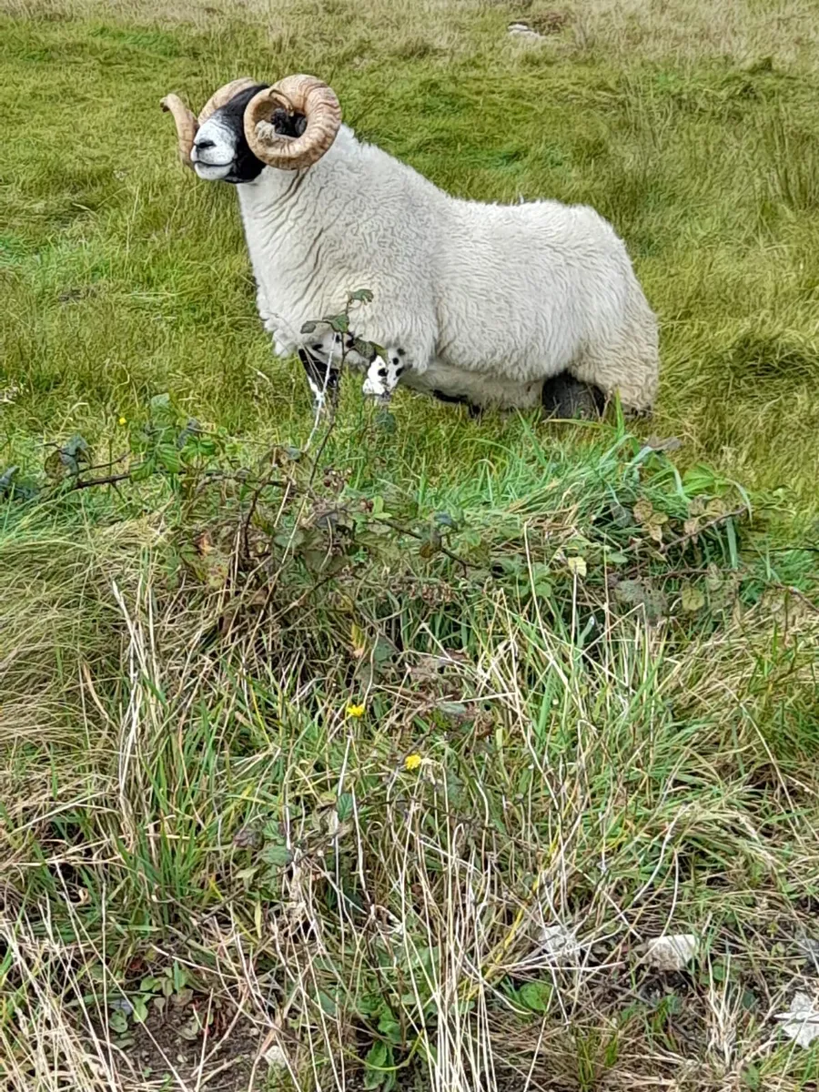 Ram - Image 3