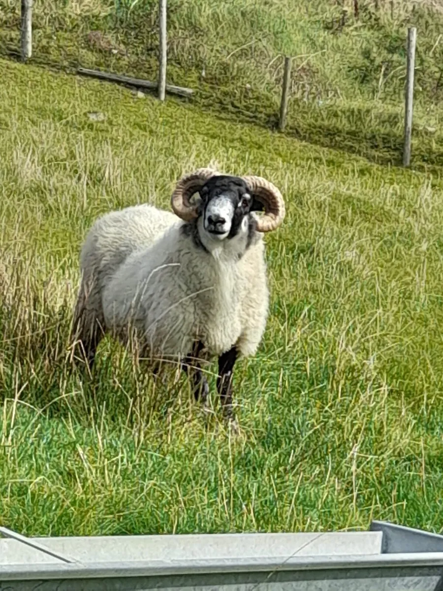 Ram - Image 1