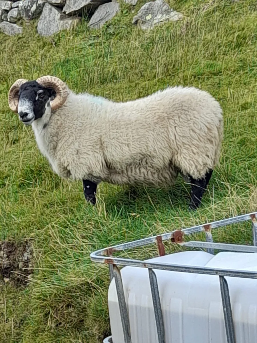 Ram - Image 2