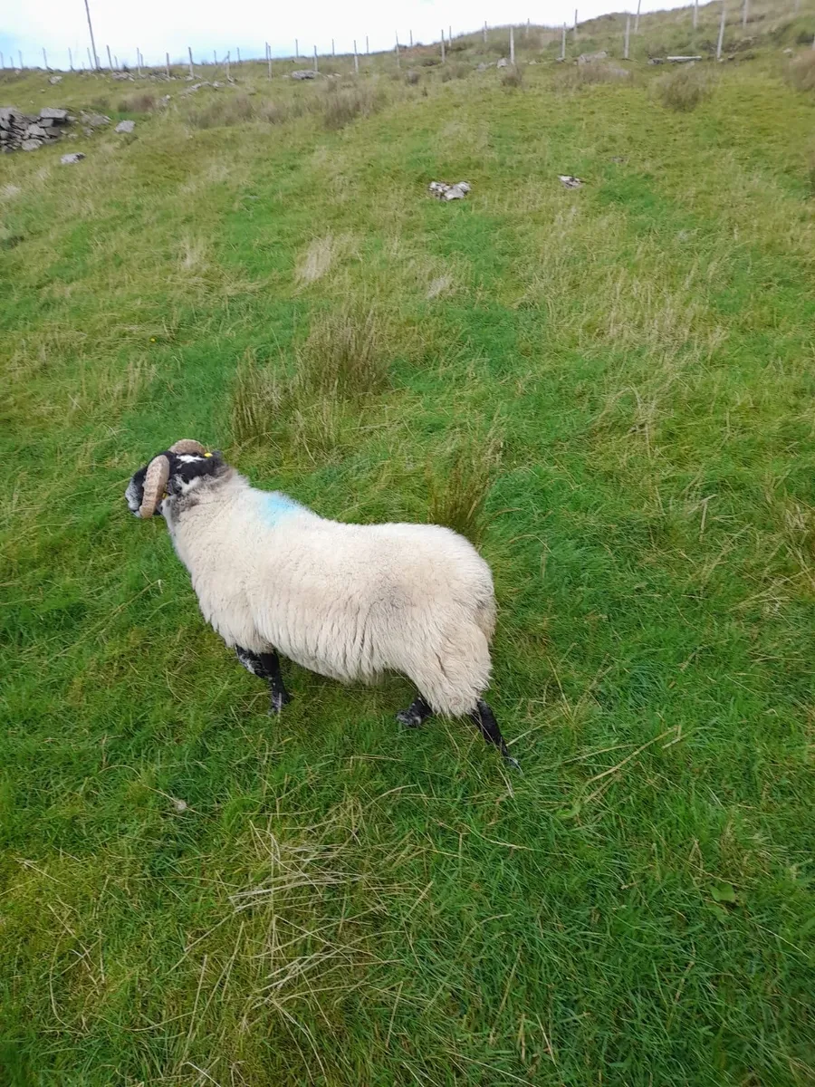Ram - Image 3