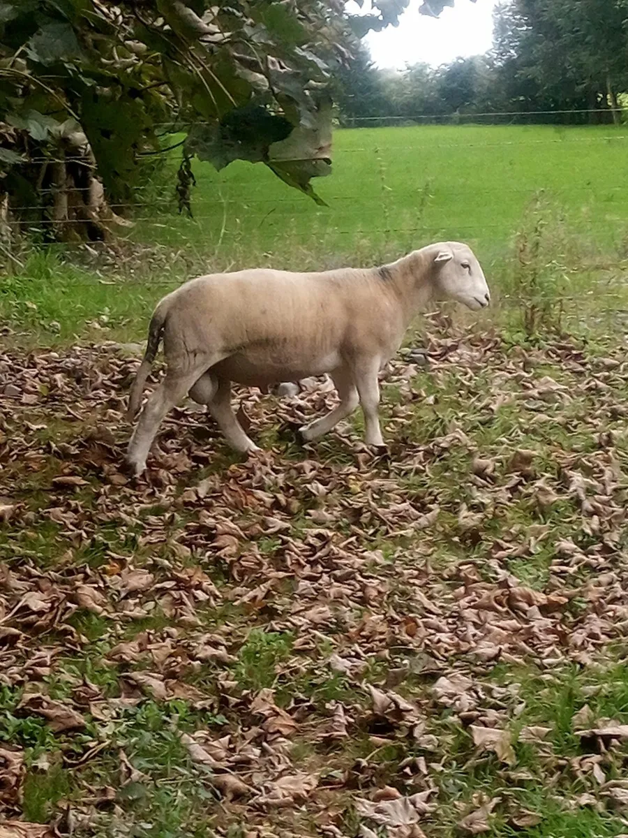 Easy Care Ram Lamb - Image 1