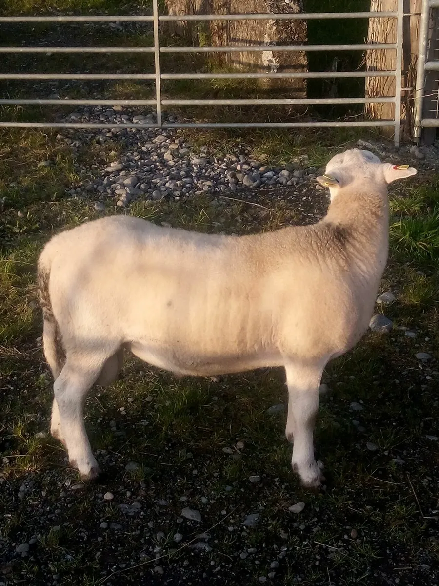 Easy Care Ram Lamb - Image 3