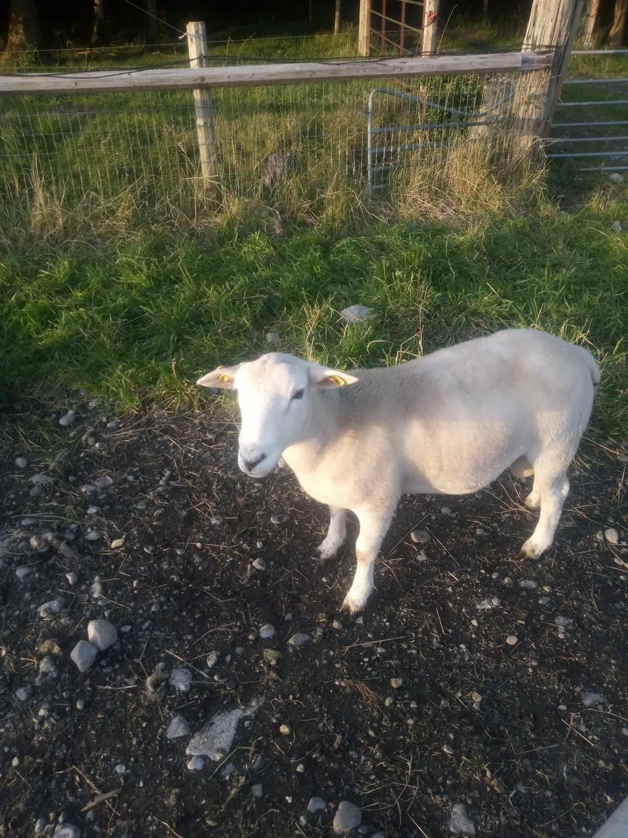 Easy Care Ram Lamb - Image 4