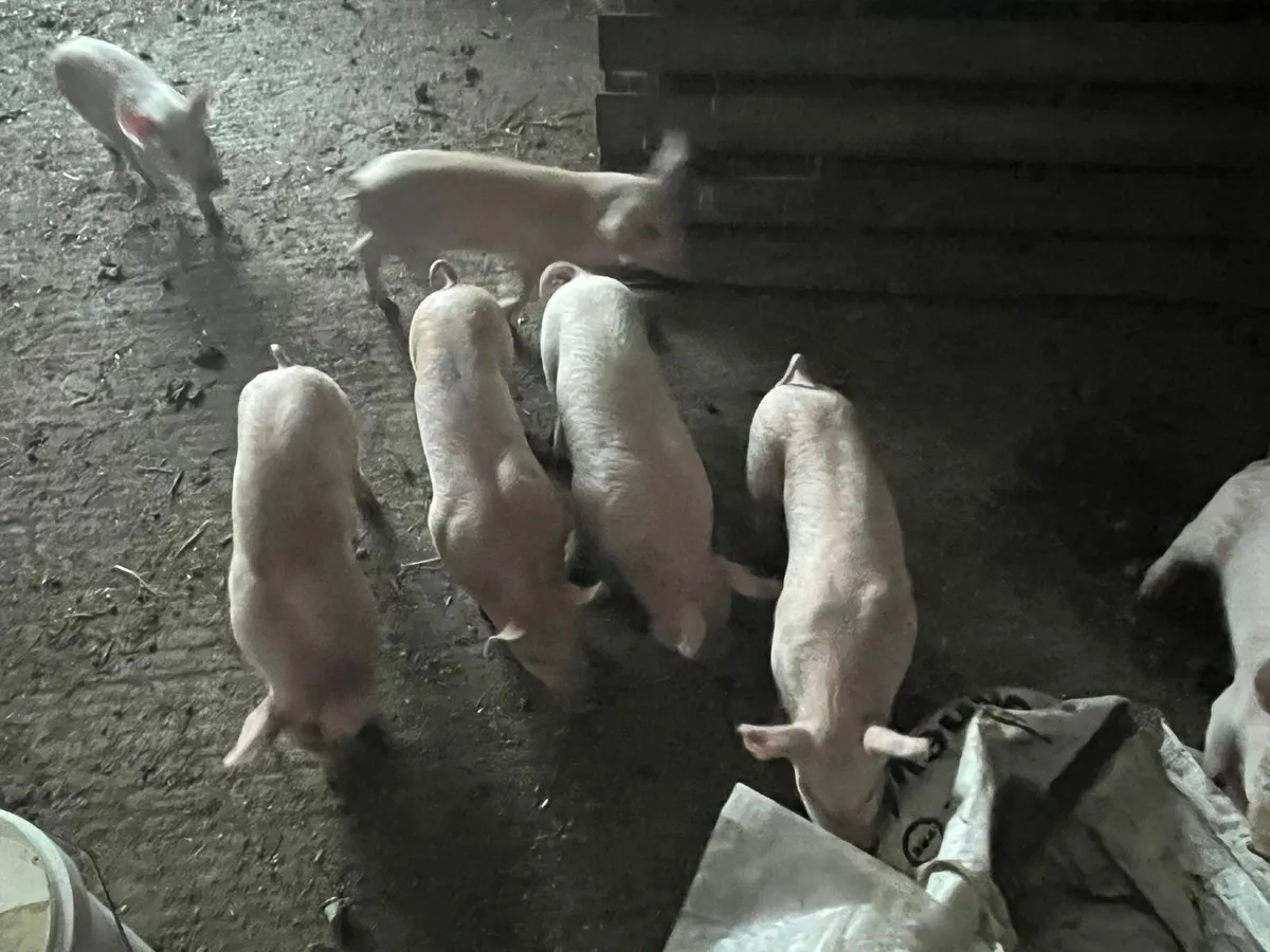 Top Quality Weaner pigs - Image 1