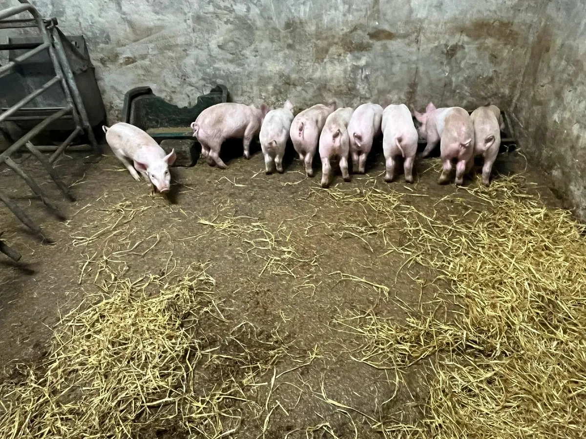 Top Quality Weaner pigs - Image 2