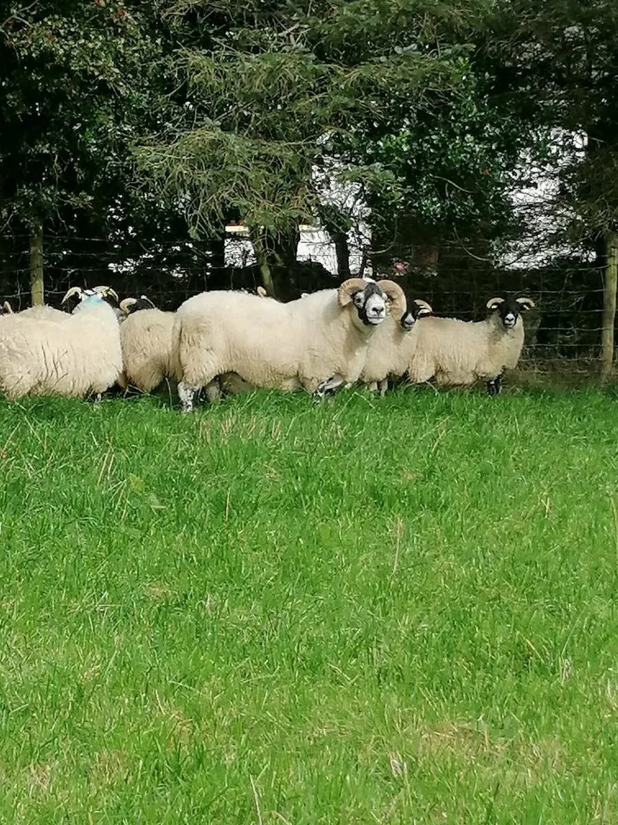 Horner ewe & Aged ram - Image 1