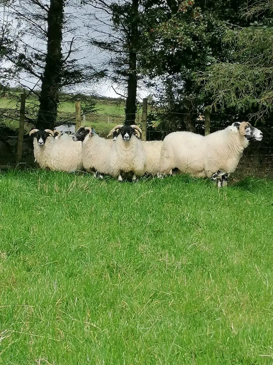 Horner ewe & Aged ram - Image 2