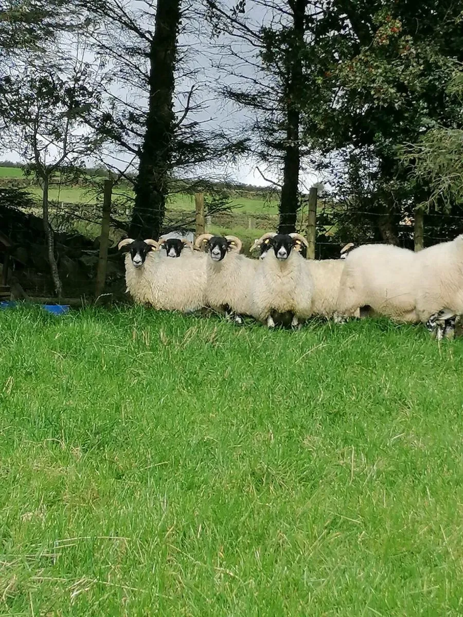 Horner ewe & Aged ram - Image 3