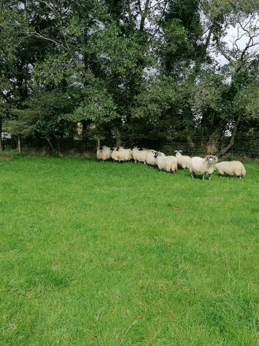 Horner ewe & Aged ram - Image 4