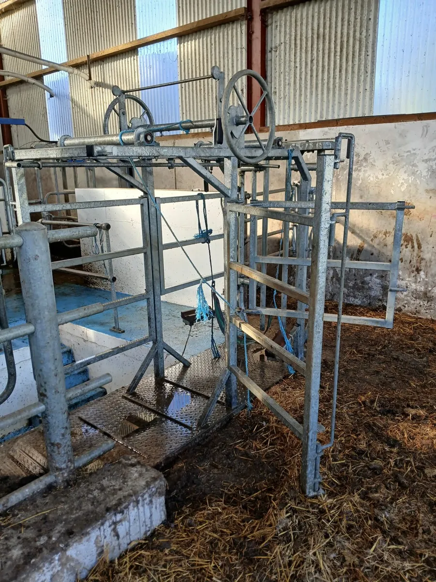 Mobile Cattle Crush/ Hoof Pairing Crate - Image 2