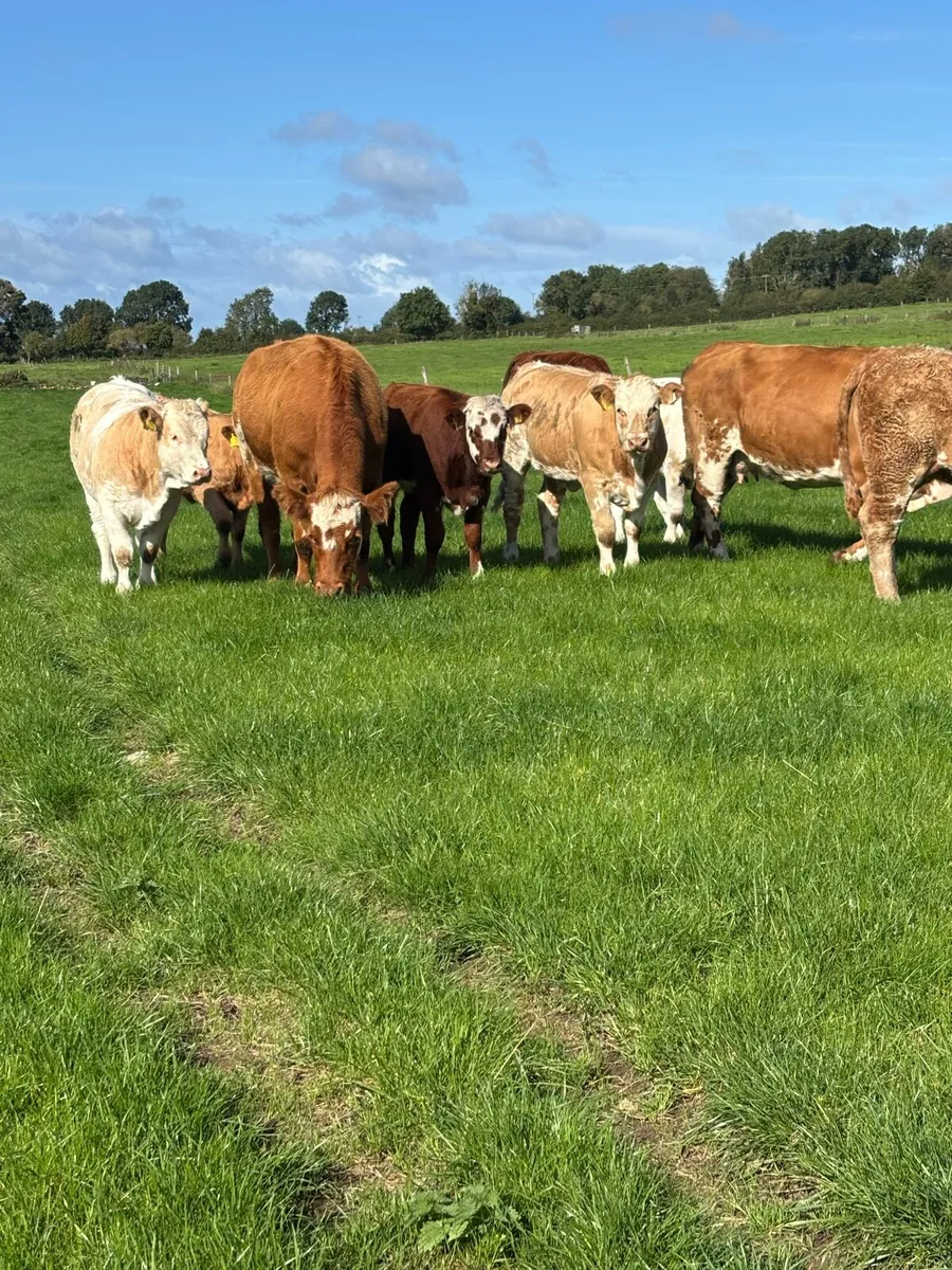 Beef cattle - Image 1
