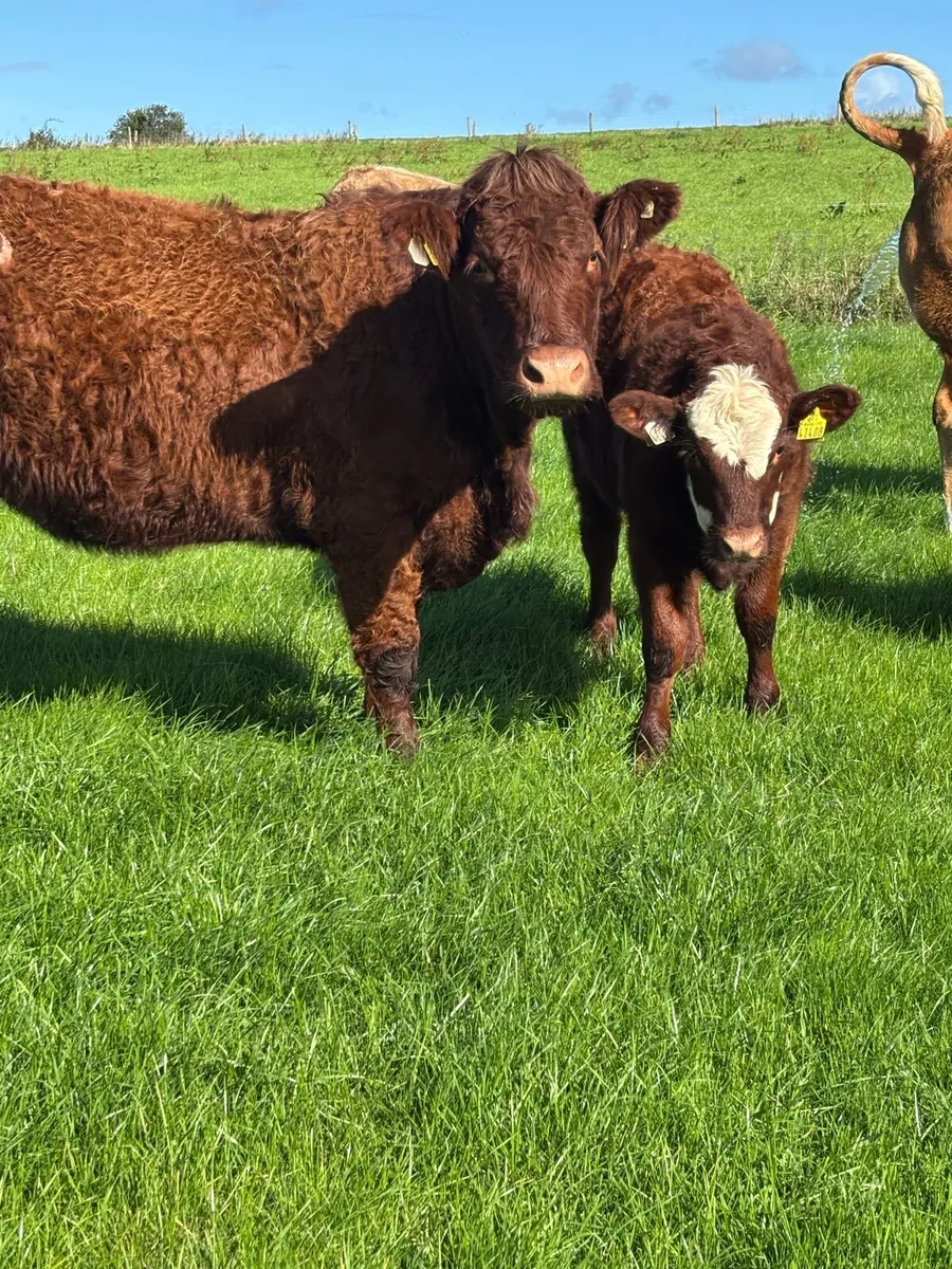 Beef cattle - Image 2