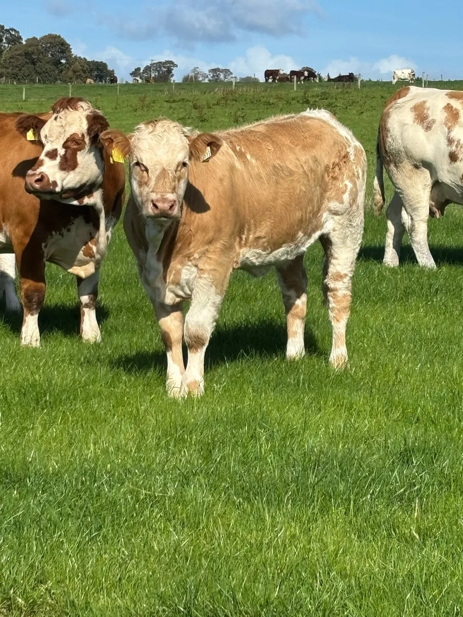 Beef cattle - Image 4