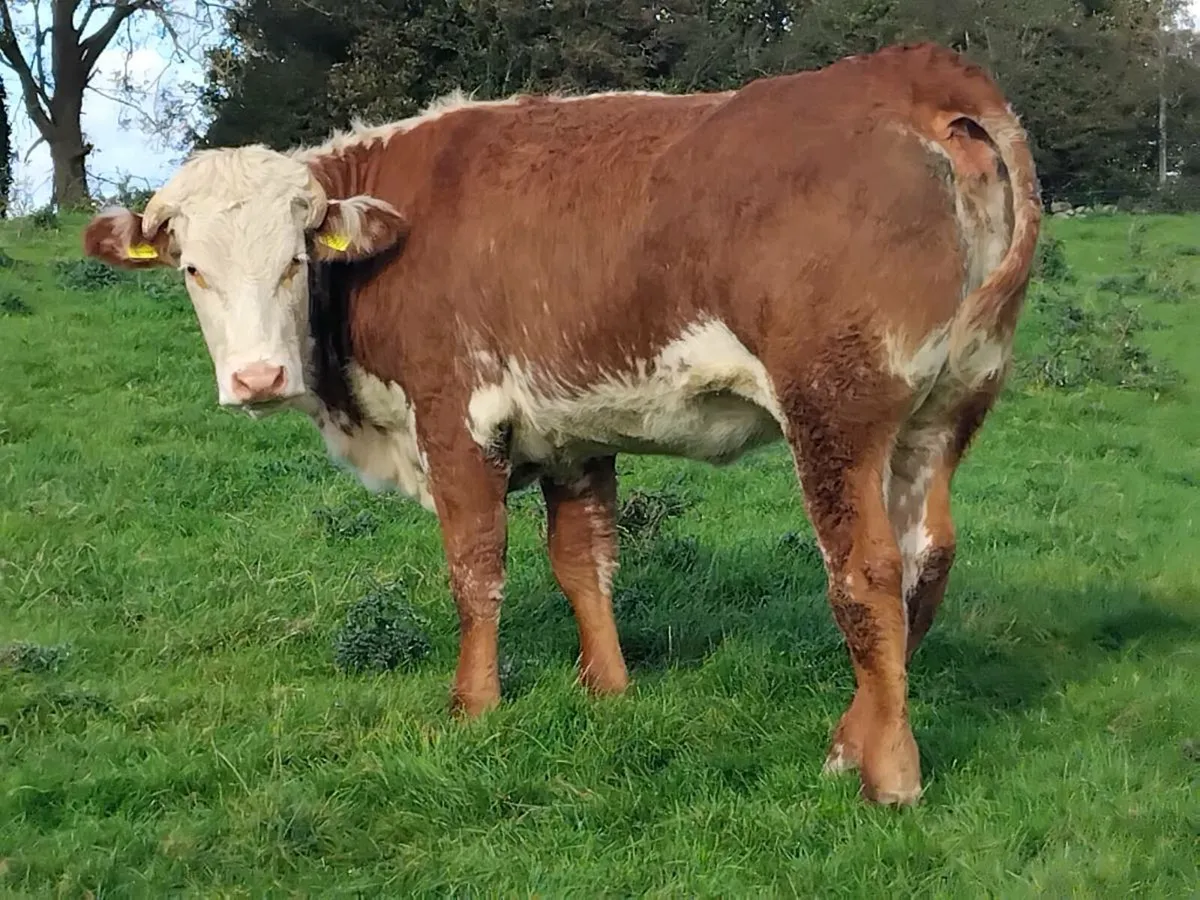 Roan Limousin Breeding Heifer - Image 2